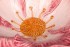 Салатник "цветок" розовый 33*33 см. высота=13 см. Annaluma (628-539)