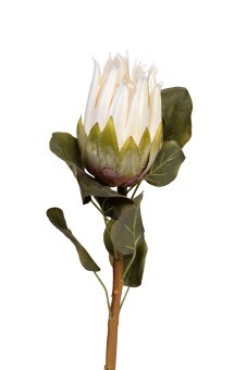 Протея белая 68см (24) (TT-00013523)