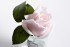Диффузор Rose Bud French Pink,спрей Winter in Chatou 5мл уп (TT-00014729)