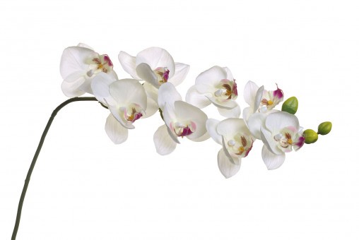Орхидея белая 85 см (12) (00001600)