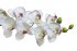Орхидея белая 85 см (12) (00001600)