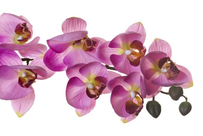 Орхидея розовая 85 см (12) (00001601)