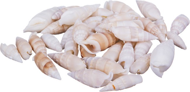 Декоративные ракушки 250  гр Vogue International (36-259) Декоративные ракушки 250  гр Vogue International (36-259)