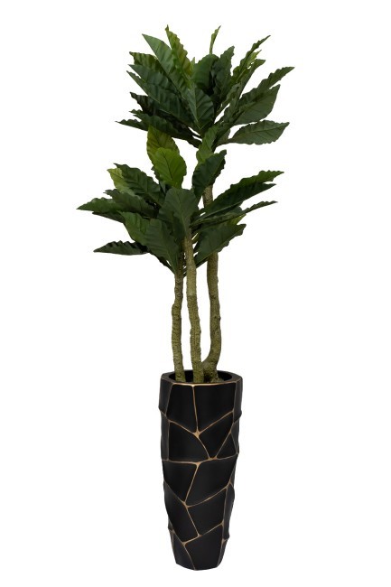 Папоротник гнездовой в горшке h150см (TT-00011653)