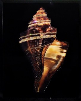 Картина Морская раковина 2 с кристаллами Swarovski (2337)