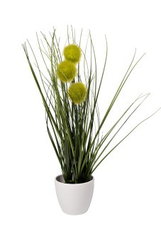 Алиум зеленый  в горшке H38см(12) (TT-00010692)