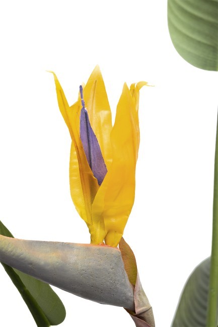 Куст стрелиции  в горшке h153см (TT-00010055)