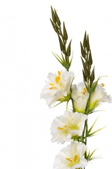 Гибискус белый 78см (12) (TT-00006438)