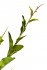 Листья жакаранды 100см (24) - TT-00000296