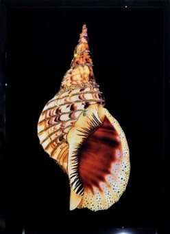 Картина Морская раковина с кристаллами Swarovski (2338)