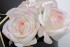 Диффузор Five Rose Ivory White, спрей Charente Rose 10мл,уп. (TT-00014733)