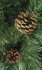 Ель Royal Christmas Detroit с шишками 527120 (120 см) (51703)