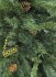 Ель Royal Christmas Detroit с шишками 527120 (120 см) (51703)
