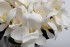 Диффузор Magnolia white , спрей Winter in Chatou 2*10 ml в упак. (TT-00014738)