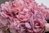 Диффузор Hydrangea&Rosebud mauve , спрей Charente rose 2*10ml в упак. (TT-00014740)